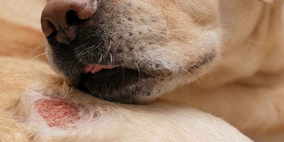 dog licking a rash wound caused by Allergic Dermatitis