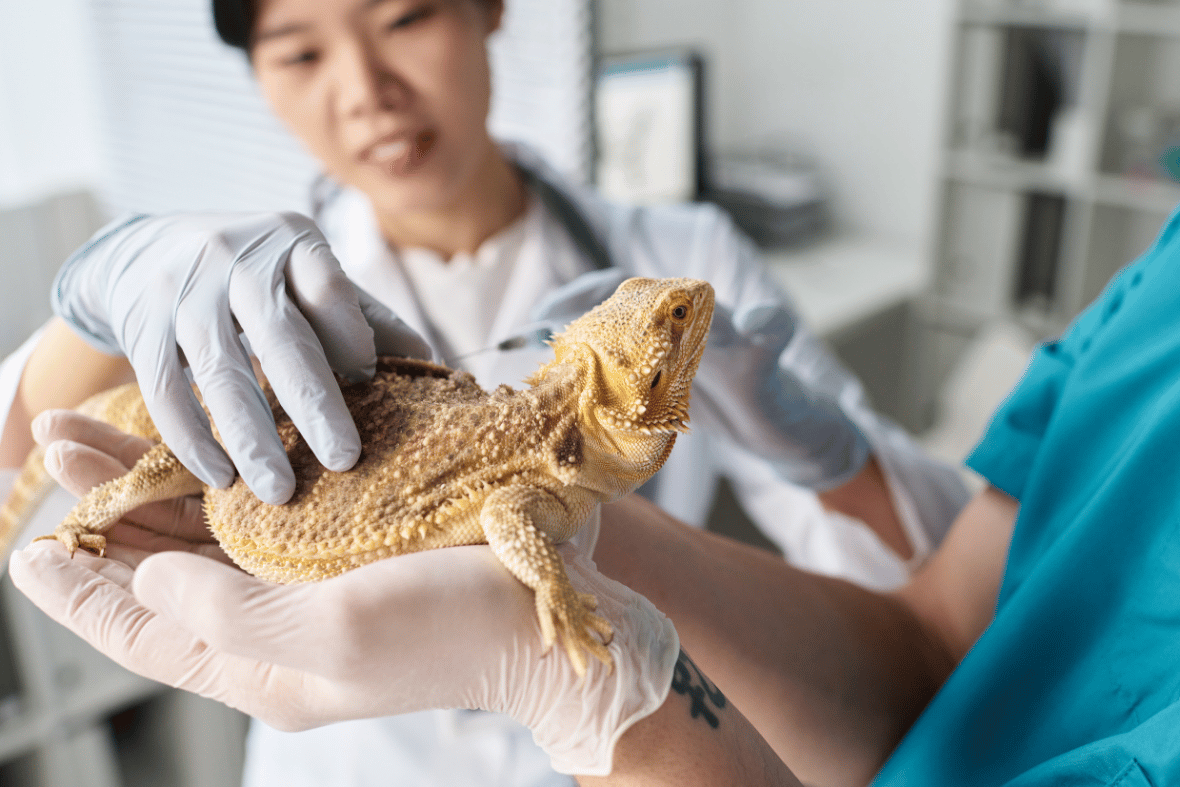 Metabolic Bone Disease in Reptiles: Signs, Causes & Treatment