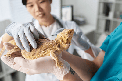 Metabolic Bone Disease in Reptiles: Signs, Causes & Treatment