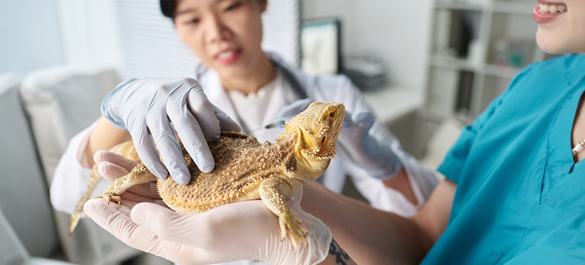 Metabolic Bone Disease in Reptiles: Signs, Causes & Treatment