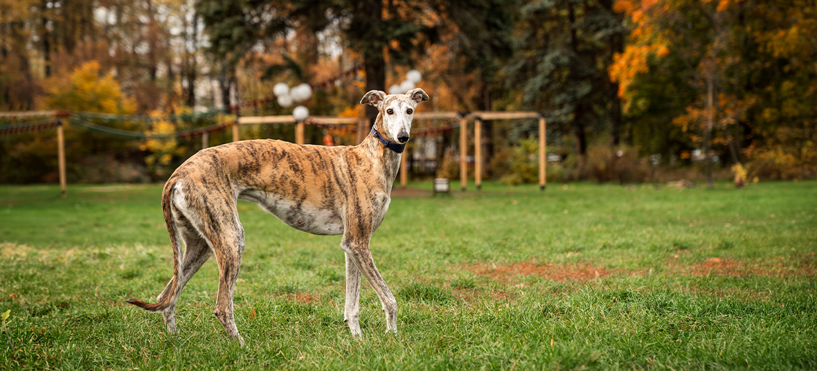 Why Greyhounds Need Specialized Care: A National Greyhound Day Guide