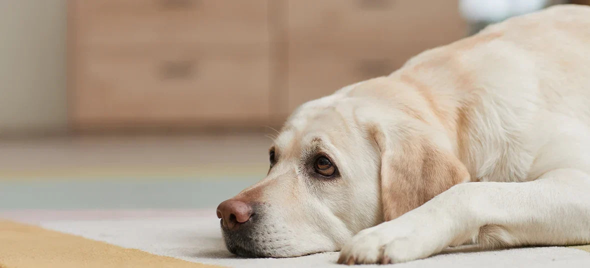Why Is My Dog Limping? Injury vs Arthritis vs Joint Pain