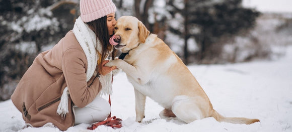 Winter Care Guide for Keeping Your Senior Dog Comfortable and Well