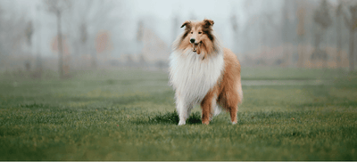 World Collie Day: How to Celebrate, Best Toys, Grooming Tools & Food for Collies