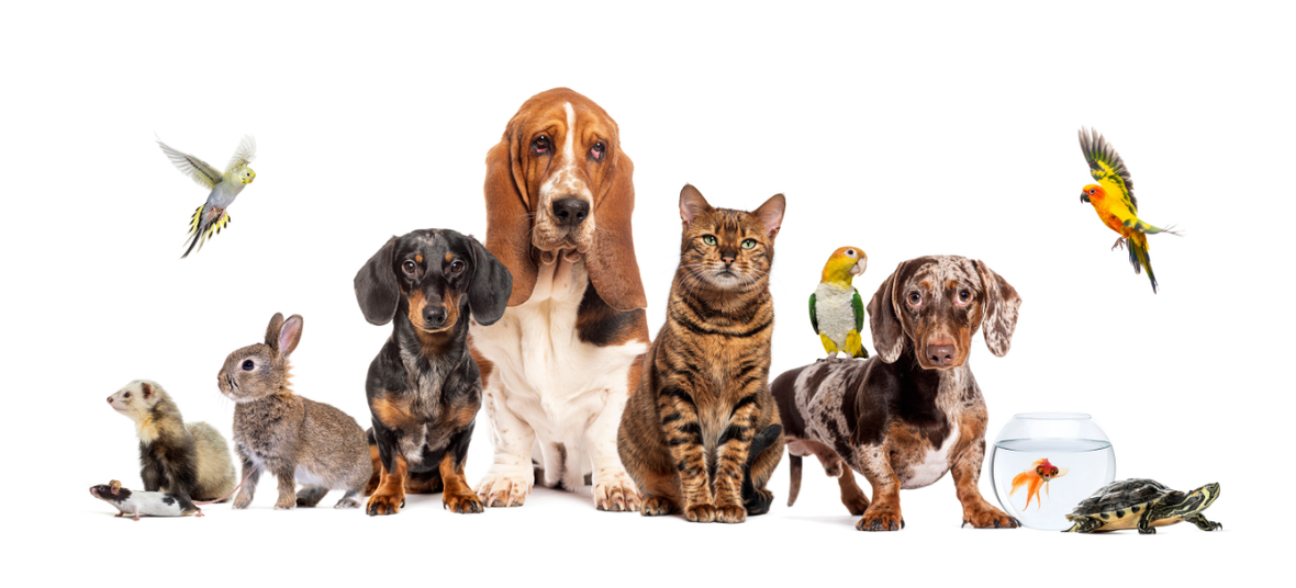 all pet species posing together for a picture