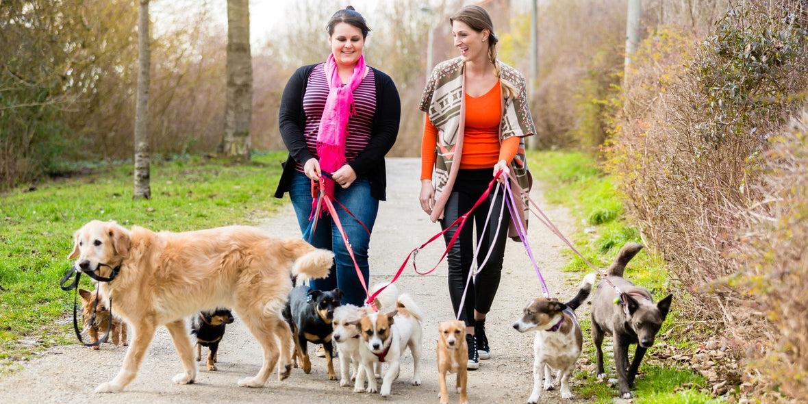 two women walking their dogs in the park