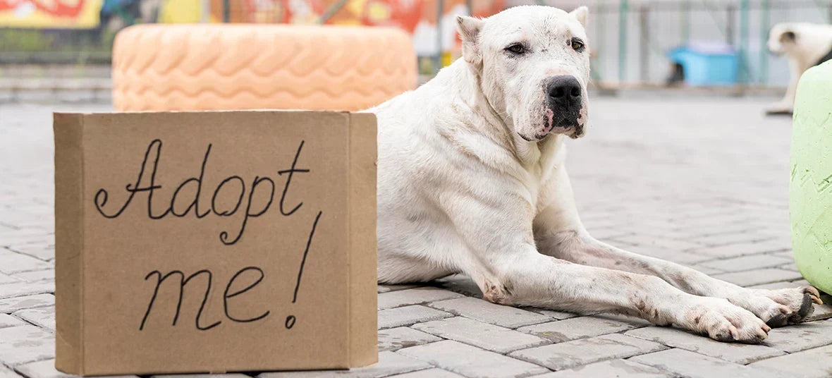 Adopt a Dog Month 2026
