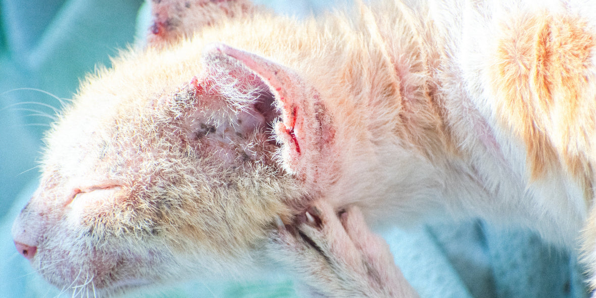 cat infected with flea allergy dermatitis