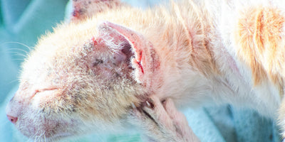 cat infected with flea allergy dermatitis
