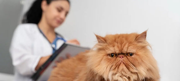 Arthritis in Cats: Early Signs, Causes, and Ways to Improve Comfort