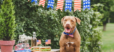 The Ultimate Memorial Day Weekend with Pets: Travel, Safety & Must-Have Essentials