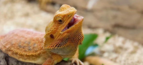 Bearded Dragon Accessories: The Complete Habitat Guide