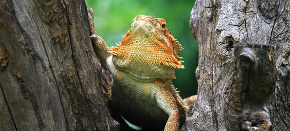 Orange and yellow bearded dragon with its beard flared, climbing between two weathered tree trunks against a blurred green background