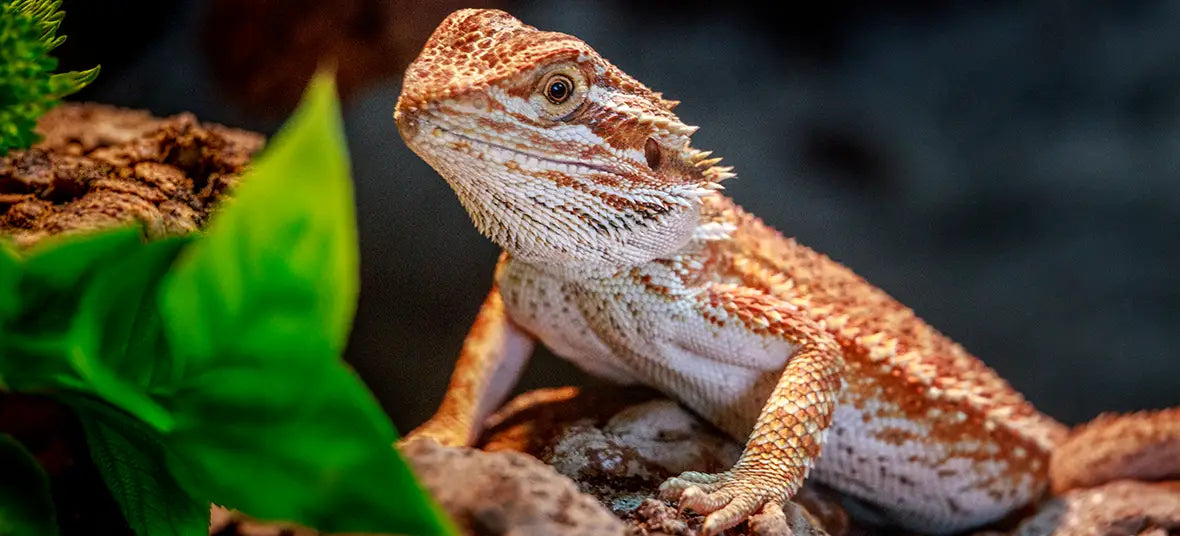 Bearded Dragon Care