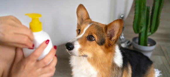 Best OTC Flea Medicines for Dogs 2026 [No Vet Prescription Needed]