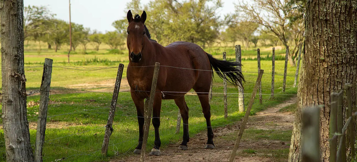 Best Weight Gain Supplements for Horses