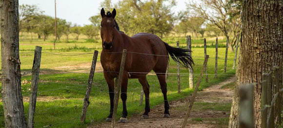 Best Weight Gain Supplements for Horses: Expert Guide for Healthy Weight & Muscle Support