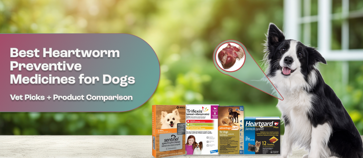 Best Heartworm Preventive Medicines for Dogs