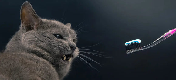 Brushless Dental Care for the Fussy Cats & Dogs