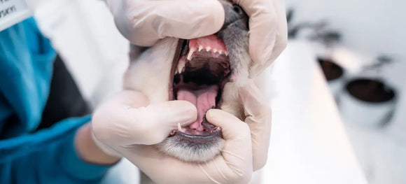 Can I Remove My Dog’s Tartar at Home? Pet Dental Care - 101