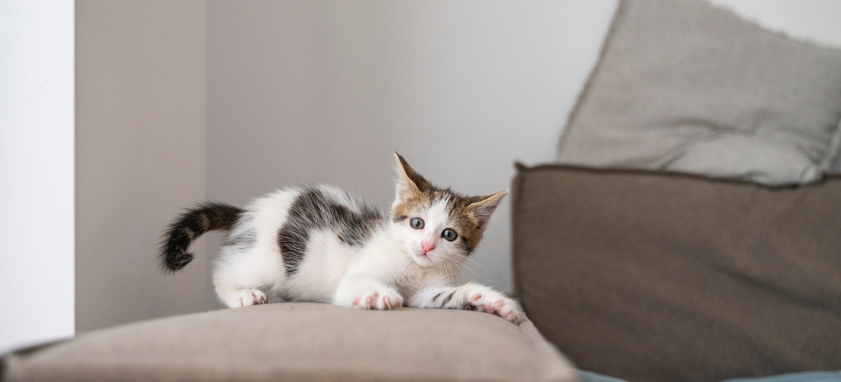 a kitten playing on a couch's arm