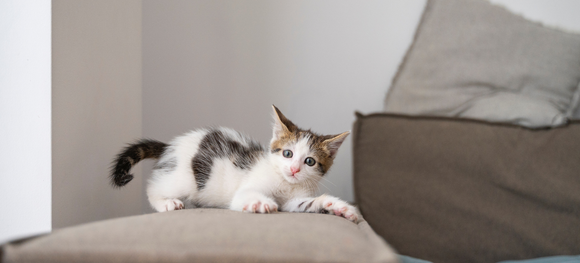 a kitten playing on a couch's arm