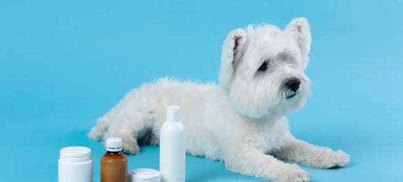 Carprofen for Dogs - Everything You Need To Know!