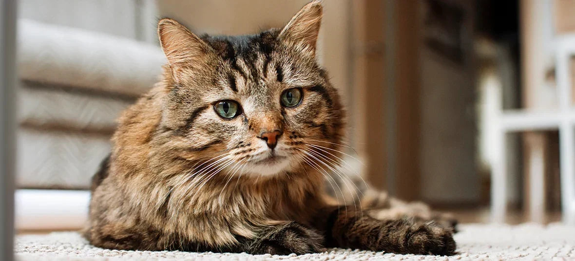 Cat Arthritis Treatment Options: What Can Realistically Help Your Cat Feel Better