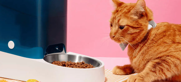 Cat Kidney Health: Early Signs, Causes, Treatment and Prevention Guide