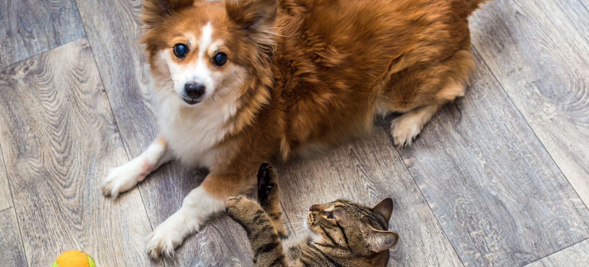 Cat and a dog lying on the floor