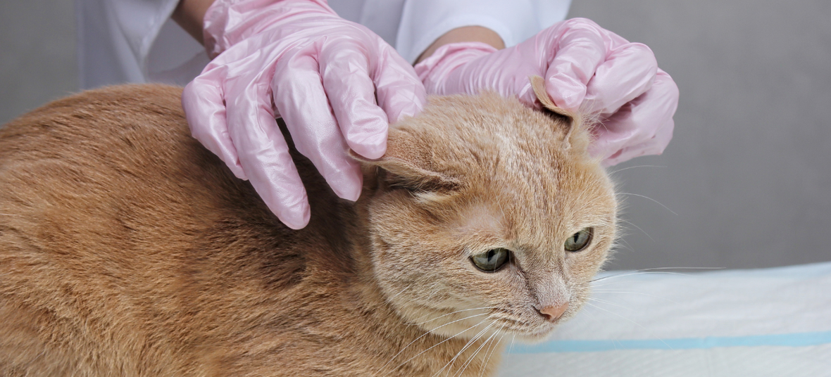 a cat getting checked for fleas & ticks by a vet.