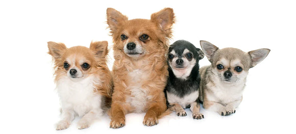 Four small Chihuahuas sitting side by side against a clean white background. The group includes both long-haired and short-haired Chihuahuas in varying coat colors, including tan, fawn, and black and grey.