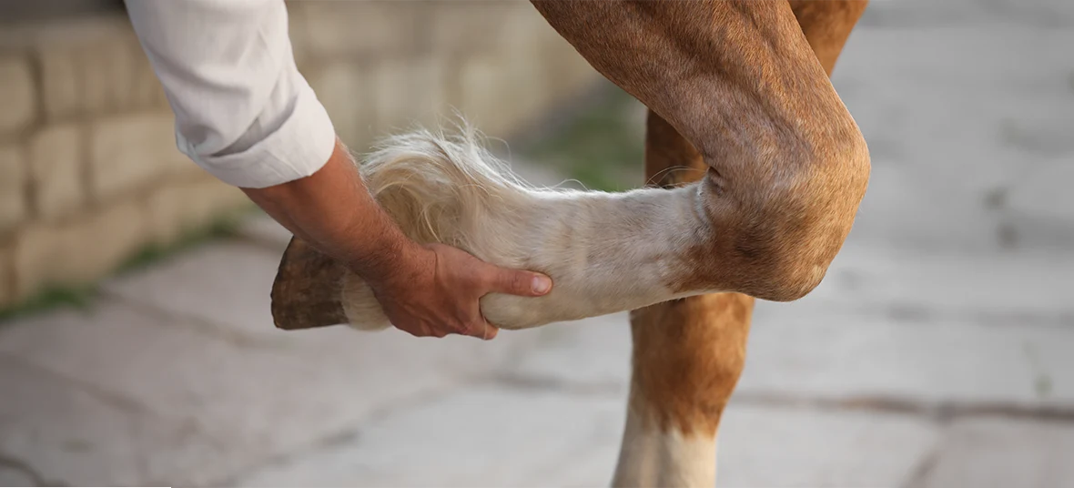 Coffin Joint Arthritis in Horses: Signs, Diagnosis, Treatment &amp; Hoof Support