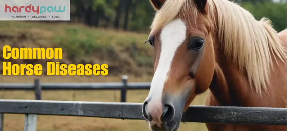 Common Horse Diseases - Symptoms, Treatments & Preventive Care