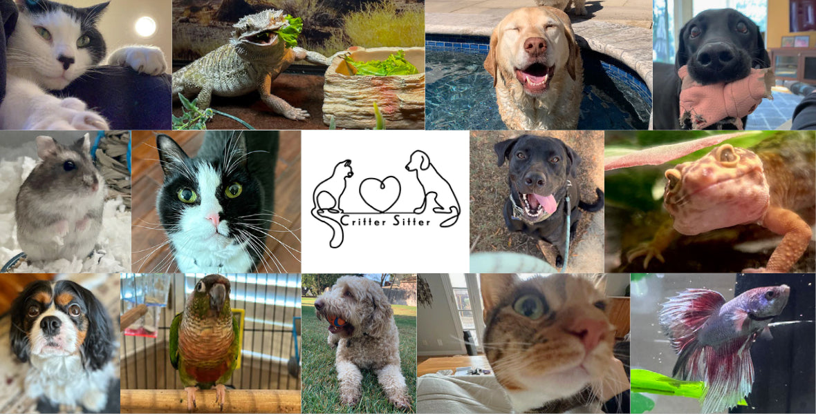 Introducing Critter Sitter: Our Trusted Local Partner for Pet Care