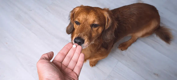 A sweet brown dog eagerly sniffs a pet parent’s hand, capturing a gentle moment during joint supplement time to support healthy mobility.
