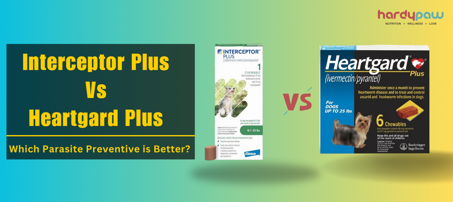 Interceptor Plus vs Heartgard Plus – Which Parasite Preventive Is Better?