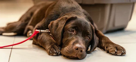 Dog Arthritis Treatment: Exercise Therapy Medicine Supplements and Other Options