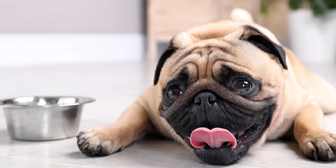 Dog Days of Summer: Then &