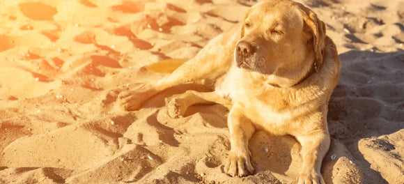 Dog Heatstroke: Signs, Prevention, and What to Do in an Emergency