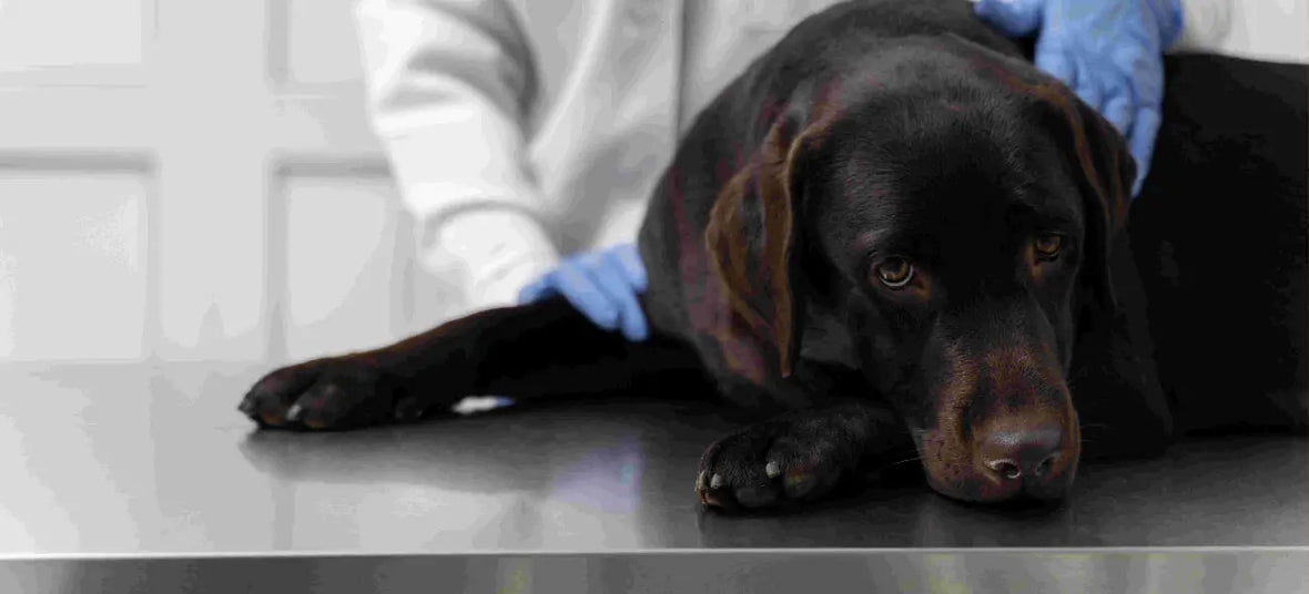 Dog Kidney Supplements: 7 Effective Ways to Support Canine Kidney Health