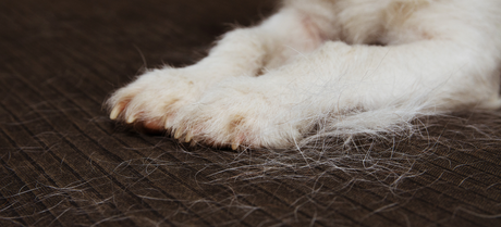 a dog's paws showing on the rug with its shed