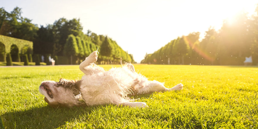 Sun Safety Tips for Pets - Sunscreens, Protective Clothing [2025]