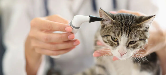 Ear Mites in Cats: The Hidden Danger in Plain Sight