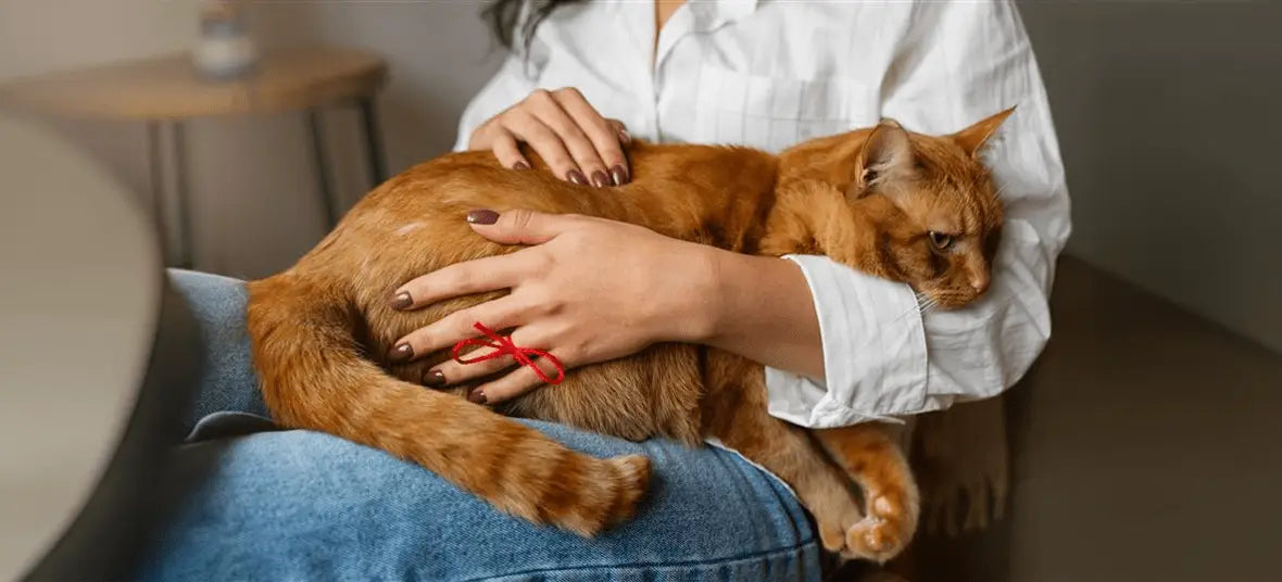 Feline Leukemia Day: What Every Cat Owner Needs to Know About Symptoms Testing & Daily Care