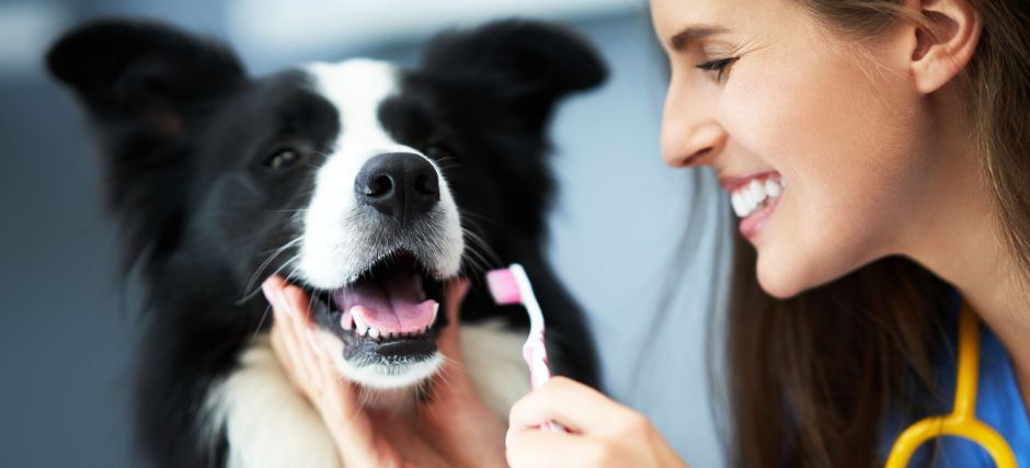 Dental Care for Pets - Prevention Tips & Must-Have Products