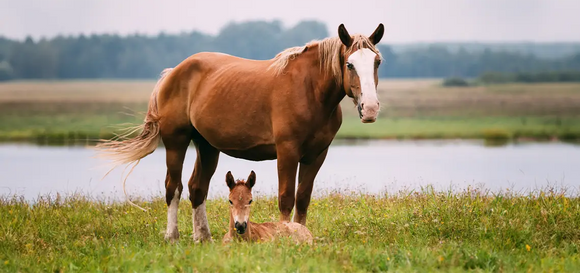 Fly Sheets vs Fly Spray vs Fly Mask: The Complete Guide to Fly Control for Horses