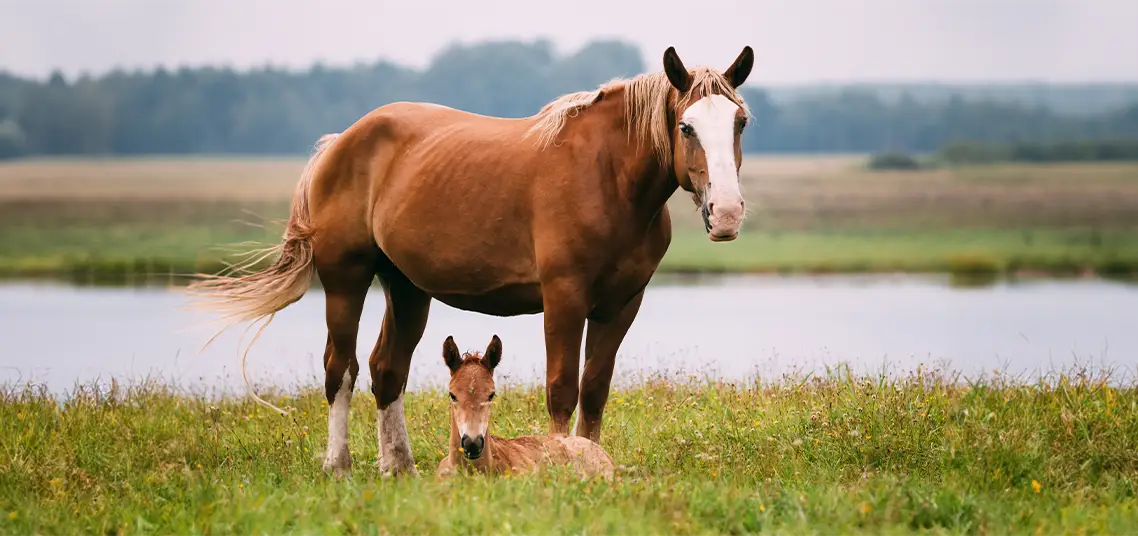 The Complete Guide to Fly Control for Horses