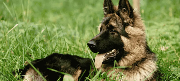 German Shepherd Day