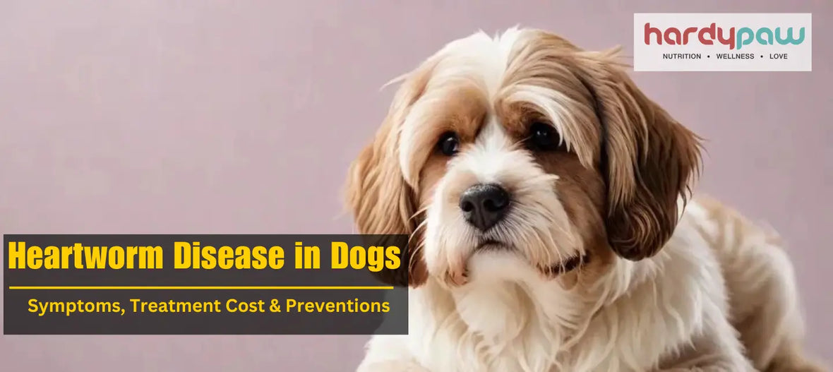 Heartworm Disease in Dogs - Symptoms Treatment Cost & Preventions